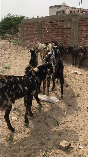 Goat Breeding Education in Winter Season | 🛑 For Educational Purpose