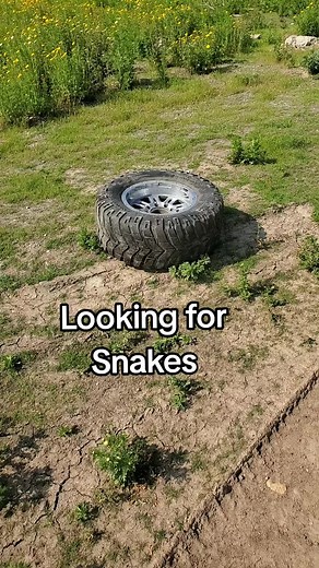 Looking for Snakes in Nature: Rattlesnake Adventures