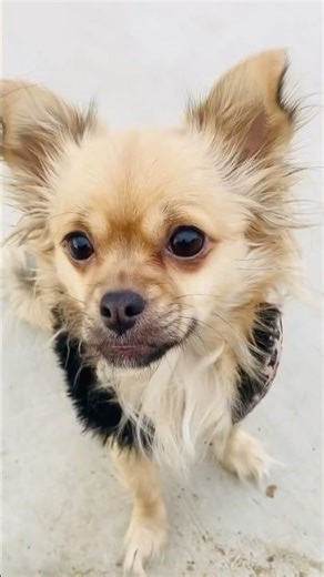 She is ready to where her winter coats #shorts #dog #cute #winter #pets #fyp