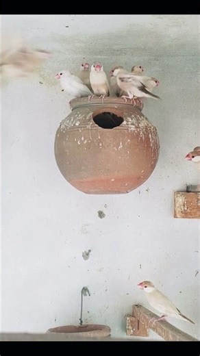 White Java Finch Softly Singing | Relaxing Bird Sounds #birds #java #birds #pets #animals