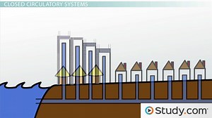 Circulatory System I: Types of Circulatory Systems - Video | Study.com