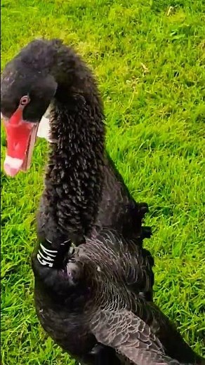 🤬 Angry black swan angry bird attack human hissing sound voice 화가 난 블랙스완