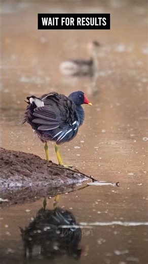 தாழைக்கோழி common moorhen #birds #wildlife #nature