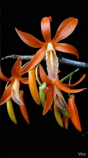 Hoàng thảo đơn cam #hoàngthảođơncam #hoangthaodoncam #DendrobiumUnicum #orchid