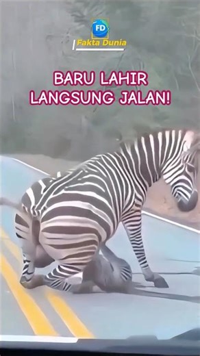 Born in the Middle of the Road! A Rare Moment of a Zebra's Birth in the Wild.