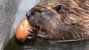 6.3K views · 463 reactions | Happy chews-day! What are you having for lunch today? Like other herbivores at the Zoo, our male beaver Aspen eats lots of fresh vegetables and browse every day. But he and his exhibit mate Juniper seem to really love sweet potatoes! What other foods have you seen our animals eat? | Smithsonian’s National Zoo and Conservation Biology Institute | Facebook