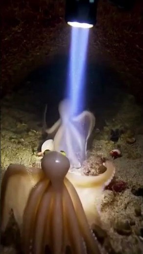 POV: You Are a Tiny Octopus Exploring Hidden Ocean Tunnels