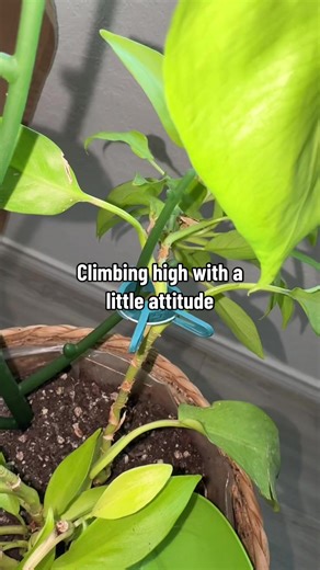 Your plants don’t need to be perfect — they just need support. 💚 These stackable stakes are my little reminder that growth isn’t always straight… and that’s okay. If your plant babies are leaning, wobbling, or reaching for the sun, I got you. 🌿✨ Tap to give your garden the gentle support it deserves. #planttok #plantmom #plantsupport #houseplants #plantcommunity