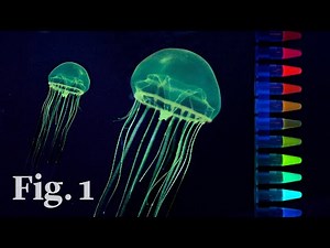How glow-in-the-dark jellyfish inspired a scientific revolution