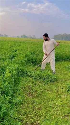 Evening Tractor Ride to Fields 🚜🌅 | Village Visit & Fodder Cutting with Dastgeer Dogar Vlog