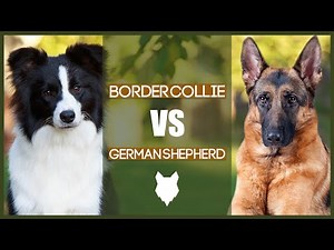 BORDER COLLIE VS GERMAN SHEPHERD