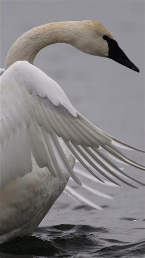 Trumpeter swans rest on Lake Harriet during migration