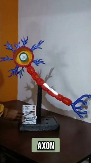 Neuron Biology Model Best Model project #biology #trending #viral