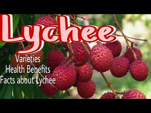 VARIETIES OF LYCHEE | HEALTH BENEFITS FACTS ABOUT LYCHEE