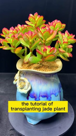 Transplanting a Jade Plant: Step-by-Step Guide