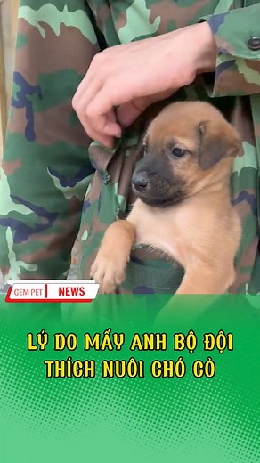 1.9M views · 10K reactions | Quạu thì quạu nhưng vẫn mê chọc 藍藍 #chomeo #tramphepmaugempet | Trạm Phép Màu GEM PET | Facebook