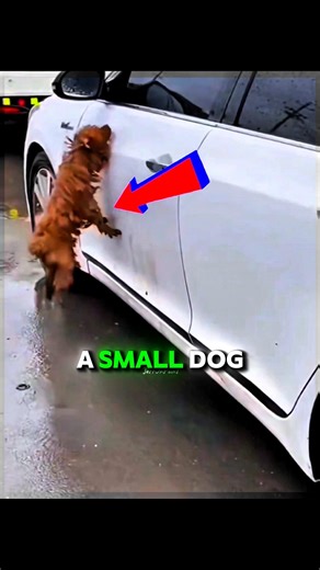 A small dog finds safety after days in the rain