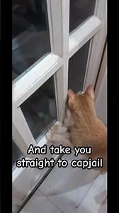 The cats are enjoying their time. Cute kitty moment. #cutecats #kitty