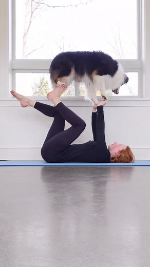 Morning doga #yoga #doga #australianshepherd #dogs #dogsoftiktok | australian shepherd
