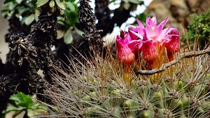 Feds declare Arizona habitat areas for 2 types of cactus