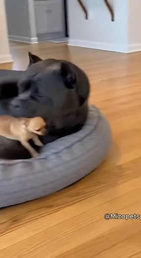 98M views · 2.1M reactions | “Chihuahua dog_big problem - solved! #funnypetss #ChihuahuaDramaa #pitbulllifee #dogcomedy #LOLAnimalss #PetReels ##bigdoglittledog #AI | Mizopets | Facebook