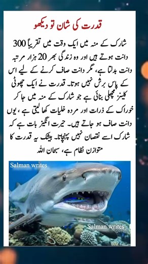 kon kon Subhan Allah likhe ga #shorts #shortsvideo #islamicshorts #trueline #goldenwords #madinah