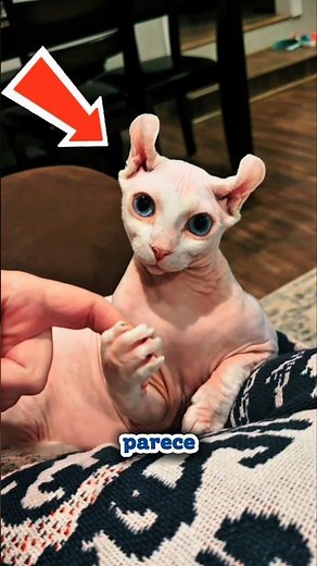 This cat looks hairless, but it has secrets that will change how you see it.