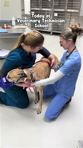 A quick look at our Vet Tech program!