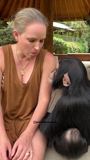 that’s one way to start spooky season 👻🎃 | Chimpanzee Show 01