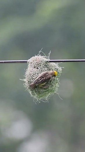 বাবুই পাখির বাসা তৈরি | Weaver bird nest | Baya Weaver making Nest | weaver bird |#wildlifecamera