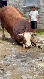 1M views · 6.4K reactions | Survey sapi raksasa #sapi #cow #bull | Revan Dolan Kandang | Facebook