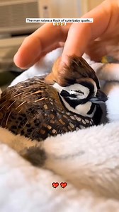 6.4K views · 174 reactions | The man raises a flock cute baby quails #quail #quails #babyquail #quailsoftiktok #petsoftiktok #animals #animalsofttiktok #animalrescue | Wonderful Life | Facebook