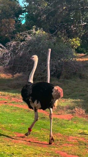 Ostriches can outrun a horse, but how fast are they?