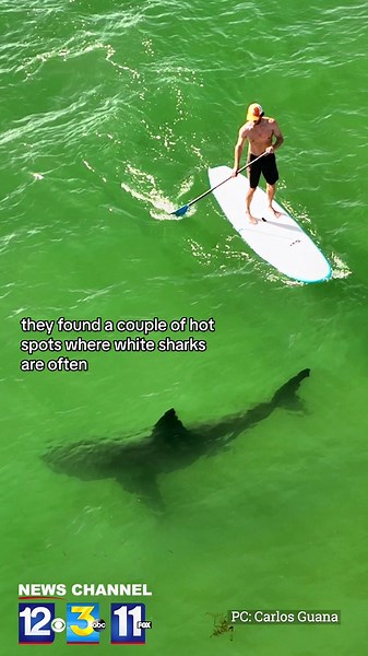 A new, two-year long CSULB Shark Lab study reveals that if you’re in the ocean near Carpinteria… you’re likely not alone 🦈 We are learning that there are more sharks, more frequently in near-shore waters right off our coast, along with swimmers and surfers. Click the link in our bio for more from #YourNewsChannel 🌊🏄 #fyp