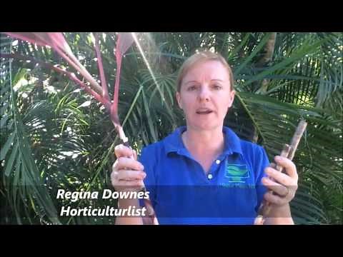 How to Prune your Cordyline rubra
