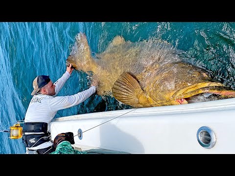 MASSIVE 500+lb Goliath Grouper!!