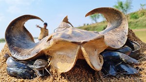 Big Stingray Fishing By Fisherman In Dry Season Dry Place Underground River Hole #fish | Discovery Site