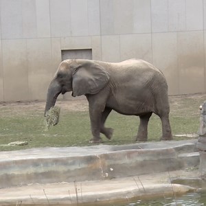 Belle is out for a spring snack & a stroll 🐘 | Milwaukee County Zoo