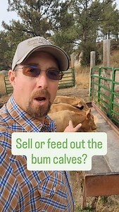 Bum calves on grain and grass, should we feed them out or sell them this Fall? #farmlife #countryliving | Broken Arrow Farm