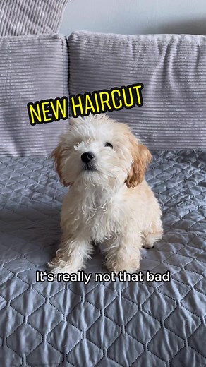 Maltipoo Haircut Transformation: Shaping and Styling