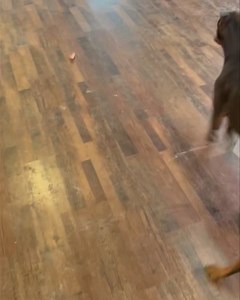 2.6K reactions · 31 shares | Sabre the 8 month old Doberman has been...