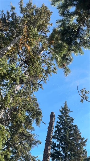 21 reactions · 7 comments | I got to film Tyson’s topping from high in the canopy today. | Treemeister Tree Service | Facebook