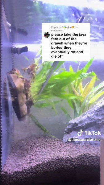 Nuevos planes para Java Fern en acuarios