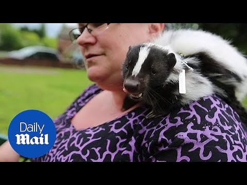 'It makes people's day': Skunk owner talks about her unusual pet