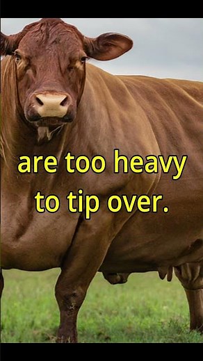 Cow Tipping is a Myth