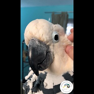 5.7K views · 204 reactions | Hello Mango! Mango is a moluccan...