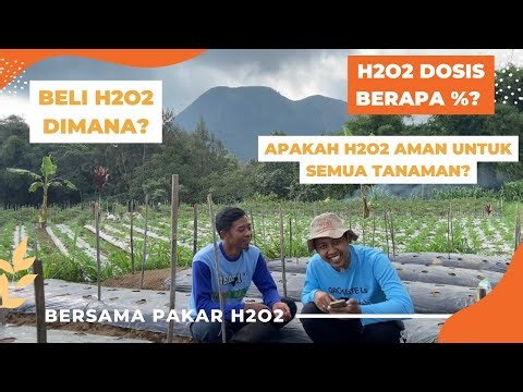cara aplikasi H2O2 yang benar untuk tanaman cabe, tomat dan tanaman lain