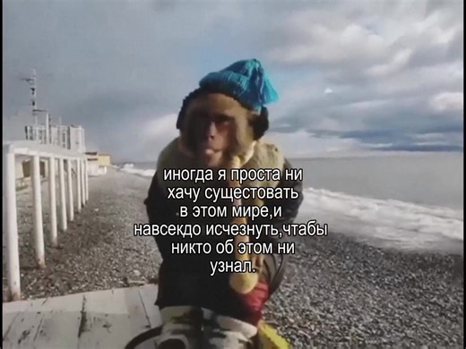 #monkey #бибизян | monkey