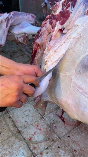 Watch the shocking video of a male calf's testicles being removed during butchery training.