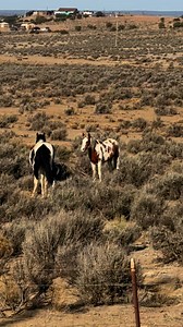 The miracle of life! #Springtime #BabyAnimals #BabyHorse #Horses #PaintHorses | The Farm on Route 66